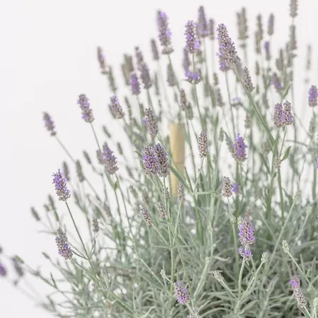 Luxury -heated Pool -jacuzzi *