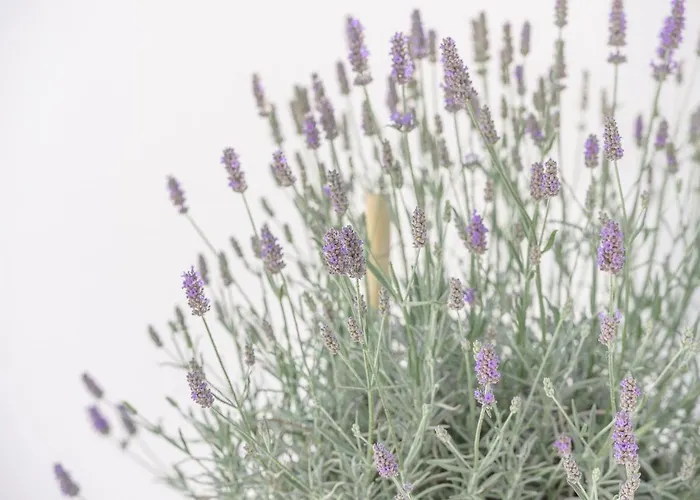 Luxury -heated Pool -jacuzzi *